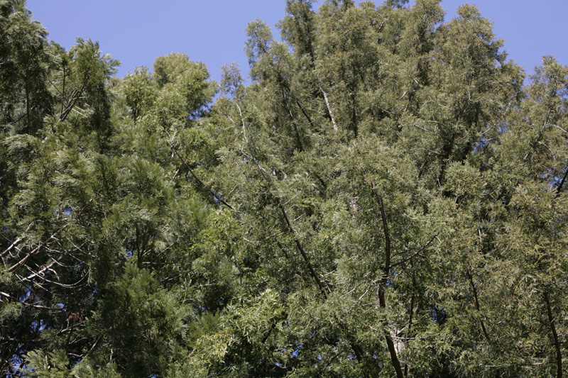 _MG_4056