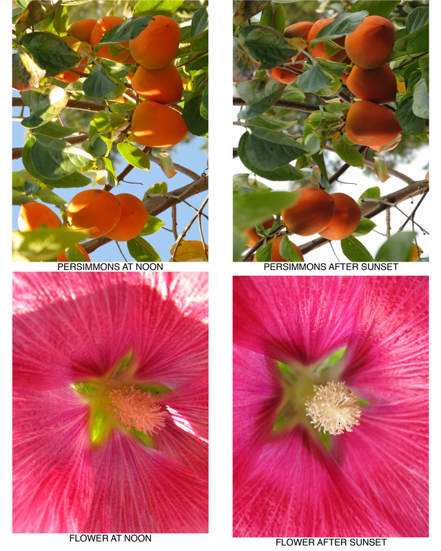 11-14-07 Light Assignment ContactSheet-001