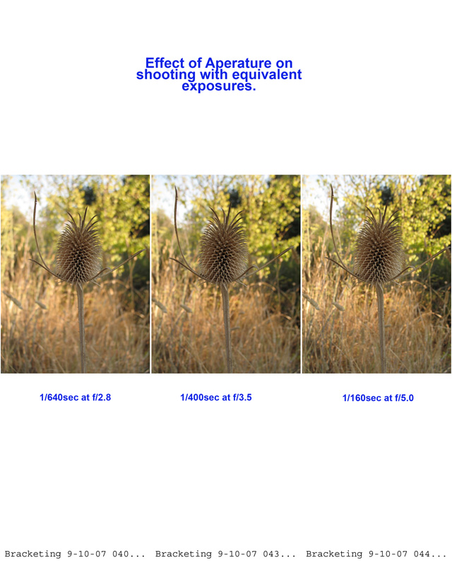 9-10-07 Aperature Effects on Thistle ContactSheet