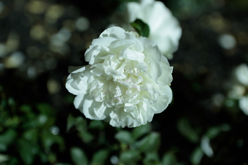 _38A1617