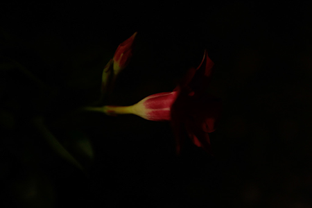 _38A1641