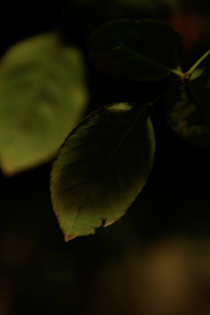 _38A1642