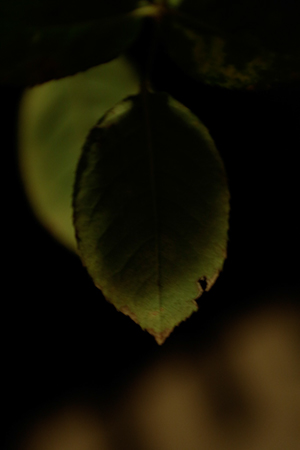 _38A1643