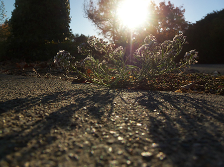 %_tempFileNamephoto%20assign%20shadow%20015%