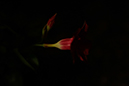 _38A1641