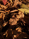 %_tempFileNamephoto%20assign%20shadow%20018%