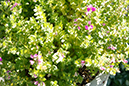 %_tempFileNameWhitney%20Dandridge_766038_assignsubmission_file_3-6%20ins.%20away,%20High%20aperture%