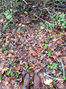 %_tempFileNameWhitney%20Dandridge_816248_assignsubmission_file_Into%20the%20woods%