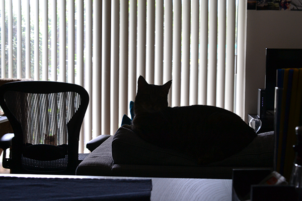 %_tempFileNameKasandra%20Elliott_771648_assignsubmission_file_Cat%20in%20low%20light%20%