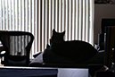 %_tempFileNameKasandra%20Elliott_771648_assignsubmission_file_Cat%20in%20low%20light%20%