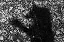 IMG_1370.1
