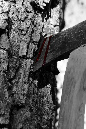 IMG_1533.psd.ax