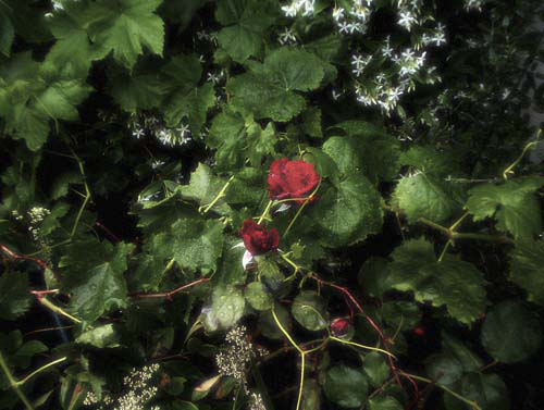 Rose of Sharon(1)