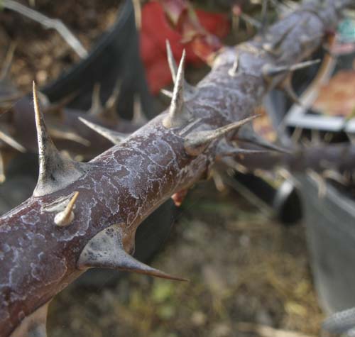 Thorn