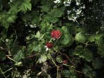 Rose of Sharon(1)