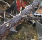 Thorn