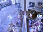 Tiger in Shop