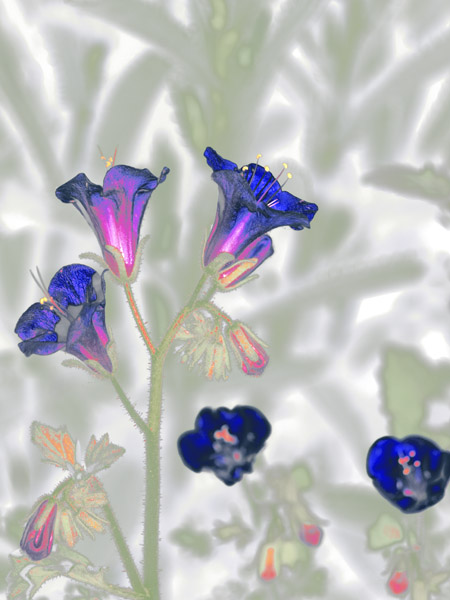 Blue Maybe 8X10 MS