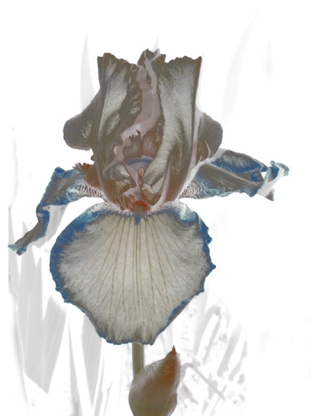 Iris Blue Edged 8X10 MS