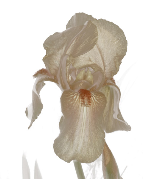 Iris One 8X10 MS
