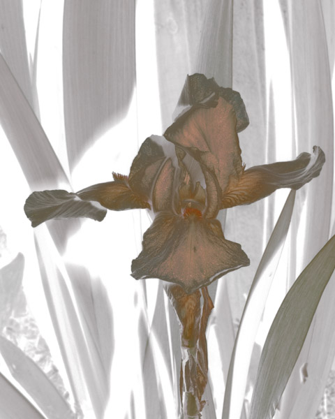 Iris White 8X10 MS