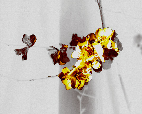 Nightly Torch 02 10X8 MS