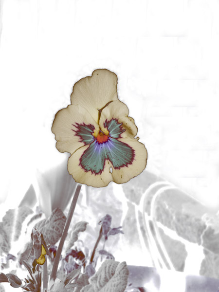 Pansy in the Dark 8X10 MS