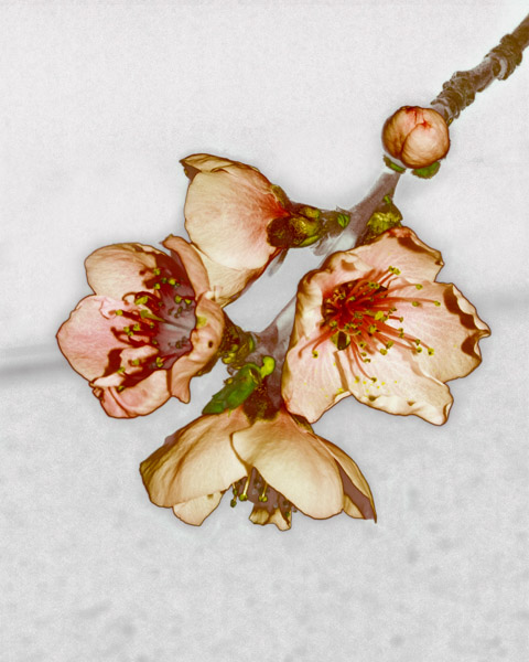 Peachy 8X10 MS
