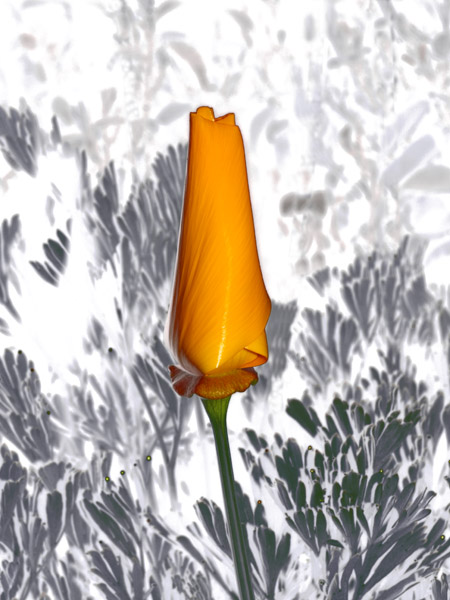 Poppy 8X10 MS