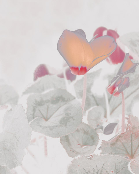 Red, White & Dark 8X10 MS