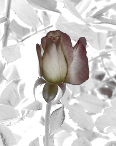 Rose Bud Pink&White 8X10 MS