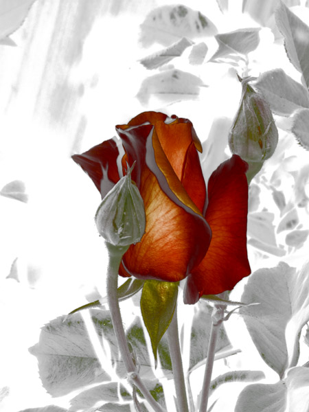 Rose Bud Red 8X10 MS