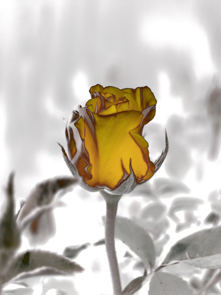 Rose Bud Yellow 8X10 MS