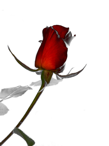 Rose, Darkly 8X10 MS
