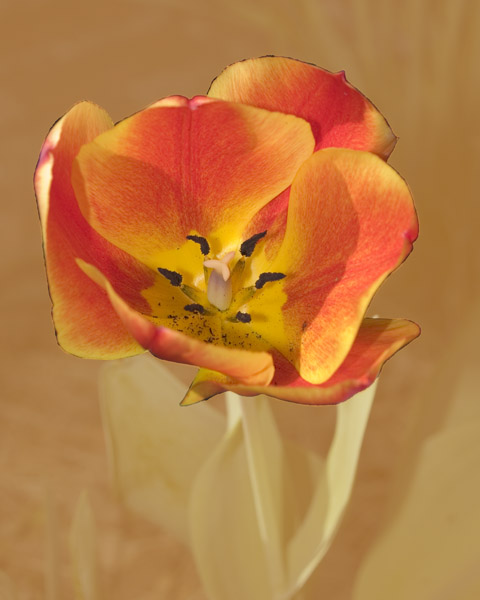 Tulip 8X10 MS