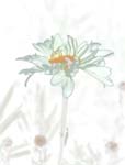 Daisy 8X10 MS