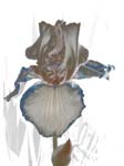 Iris Blue Edged 8X10 MS