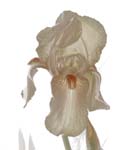 Iris One 8X10 MS
