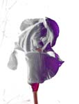 Iris Purple 8X10 MS