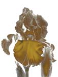 Iris Yellow 8X10 MS