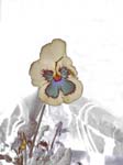 Pansy in the Dark 8X10 MS