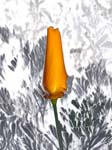 Poppy 8X10 MS