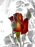 Rose Bud Red 8X10 MS