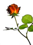Rose Bud Red II 8X10 MS