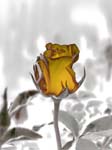 Rose Bud Yellow 8X10 MS