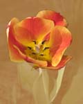 Tulip 8X10 MS