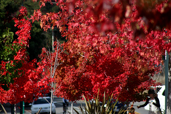 %_tempFileNameCindy%20McDonell_981415_assignsubmission_file_Red%20Tree%