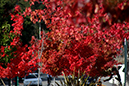 %_tempFileNameCindy%20McDonell_981415_assignsubmission_file_Red%20Tree%