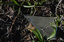 %_tempFileNameDebbie%20Friedman_981425_assignsubmission_onlinetext_DSC_0483%