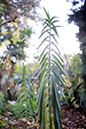 %_tempFileNameNatalie%20Pagani_981405_assignsubmission_onlinetext_3%